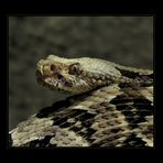 Crotalus horridus atricaudatus Latreille - Schwarzschwanz-Waldklapperschlange