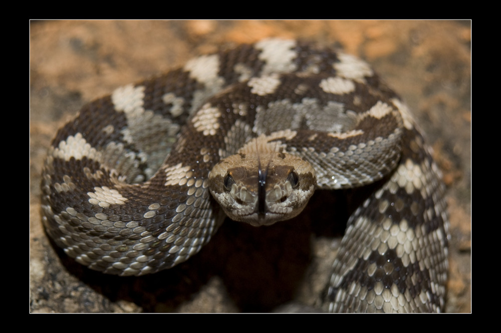 Crotalus m. molossus