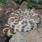 Crotalus mitchelli pyrrhus