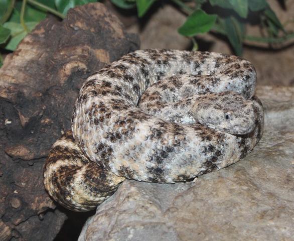 Crotalus mitchelli pyrrhus