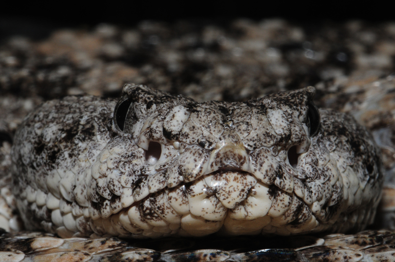 Crotalus mitchellii pyrrhus