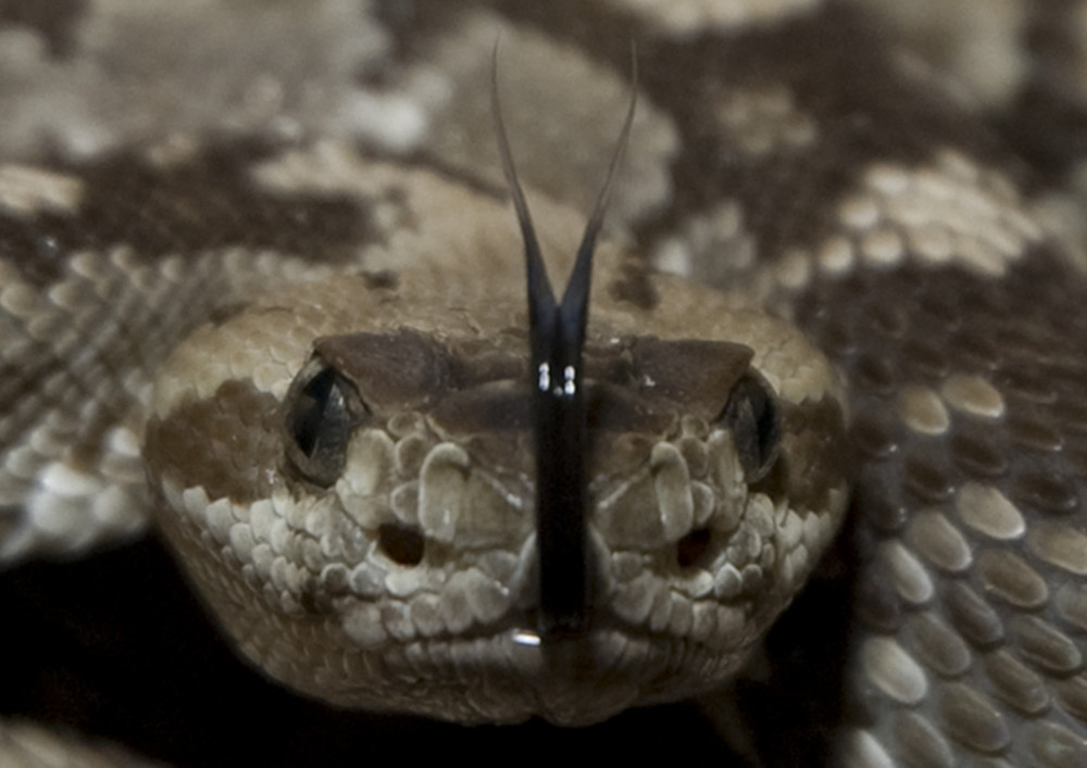 Crotalus molossus molossus