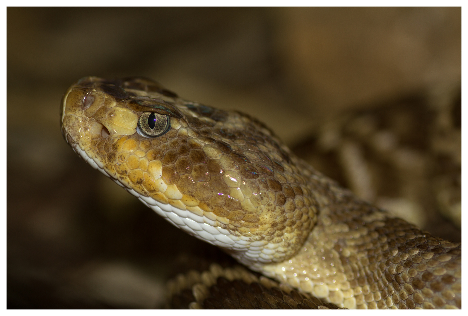  Crotalus molossus oaxaca