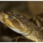  Crotalus molossus oaxaca