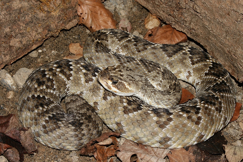 Crotalus molossus oaxacus 1