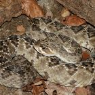 Crotalus molossus oaxacus 1