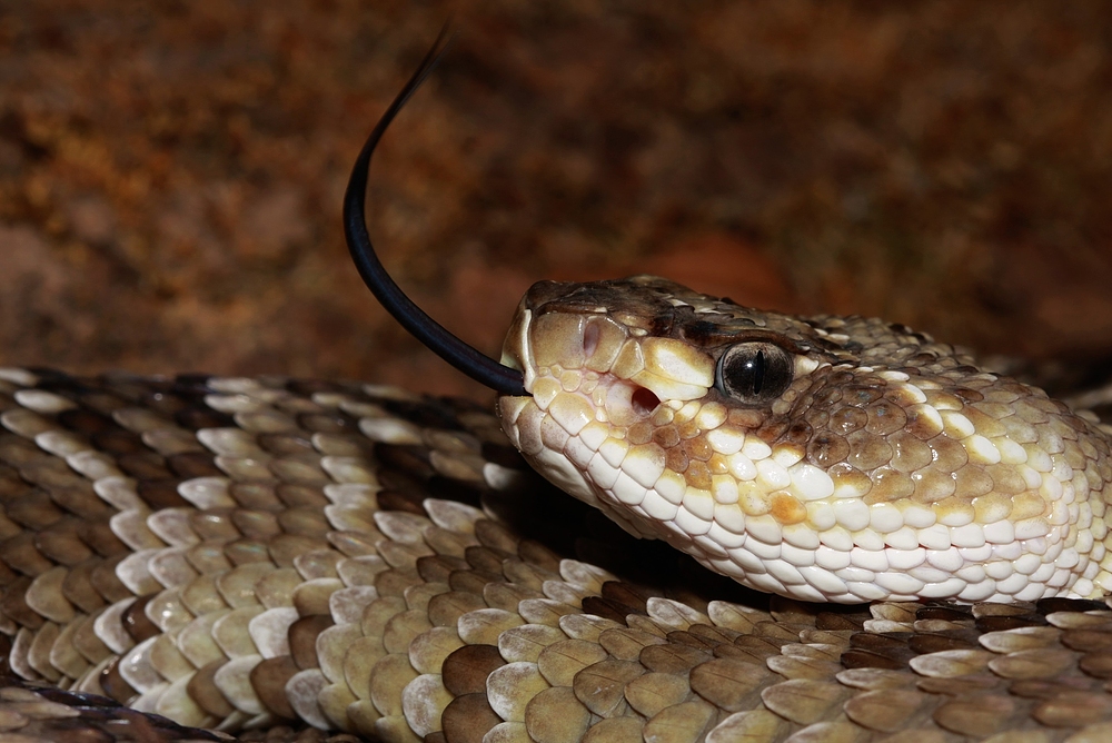 Crotalus molossus oaxacus 3