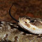 Crotalus molossus oaxacus 3