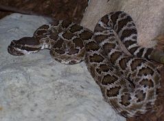 Crotalus oreganus helleri