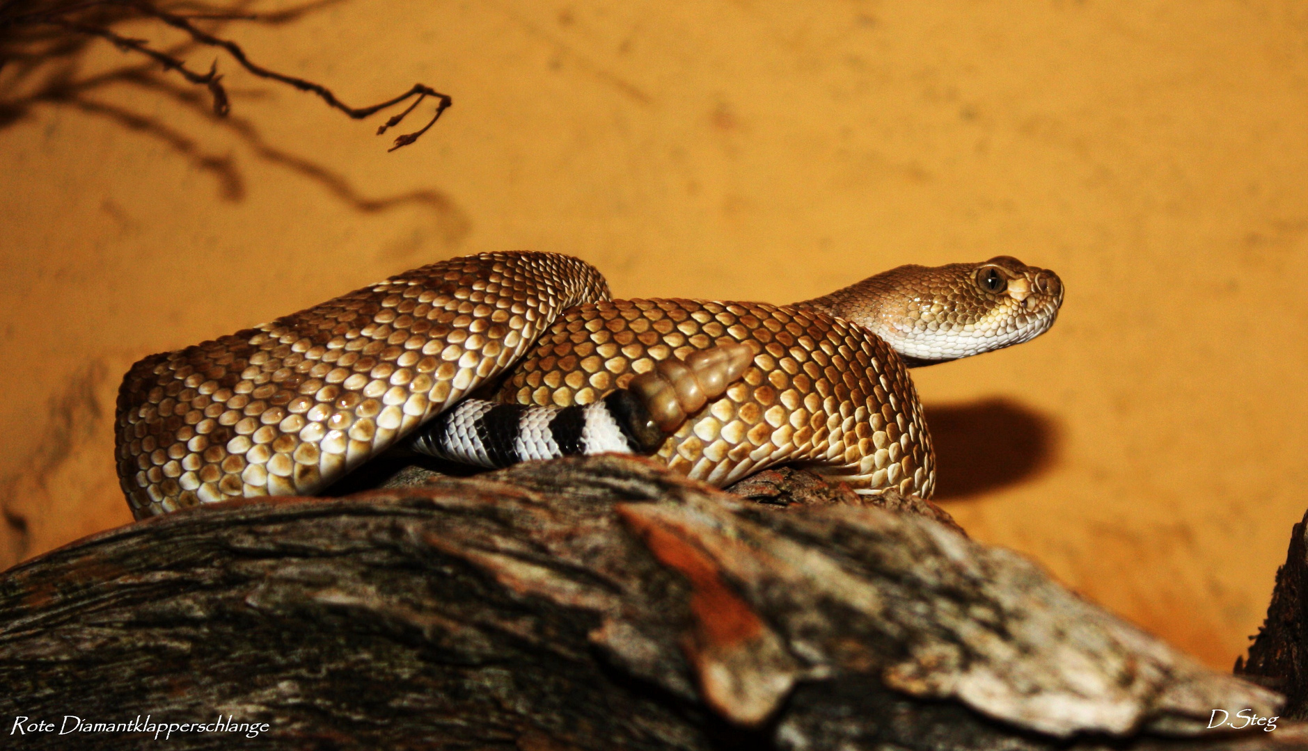 Crotalus r.ruber Rote Diamantklapperschlange