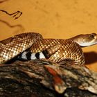 Crotalus r.ruber Rote Diamantklapperschlange