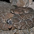 Crotalus ruber 1