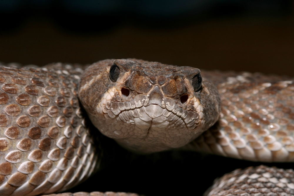 Crotalus ruber 2