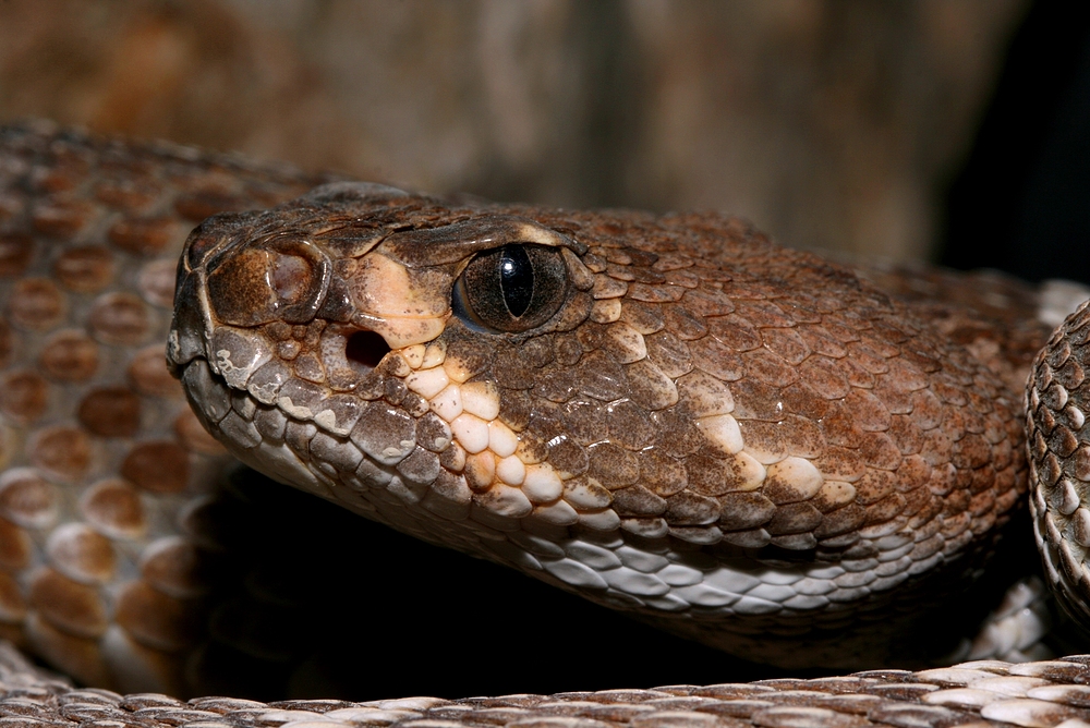 Crotalus ruber 3