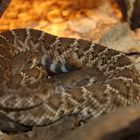 Crotalus ruber