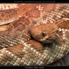 Crotalus ruber ruber