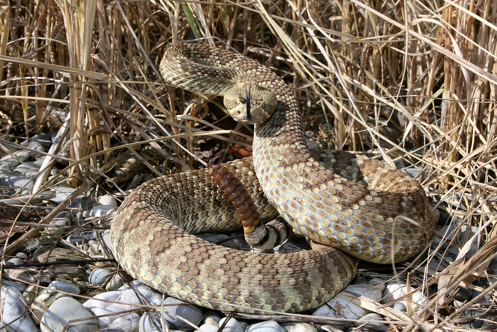 Crotalus scutulatus 1