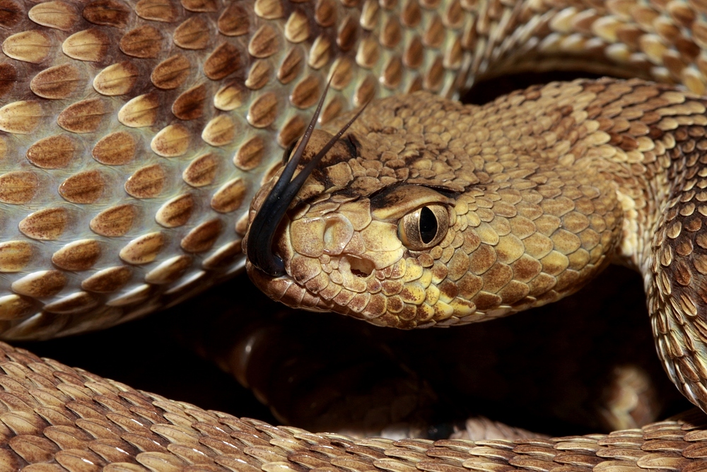 Crotalus scutulatus 2