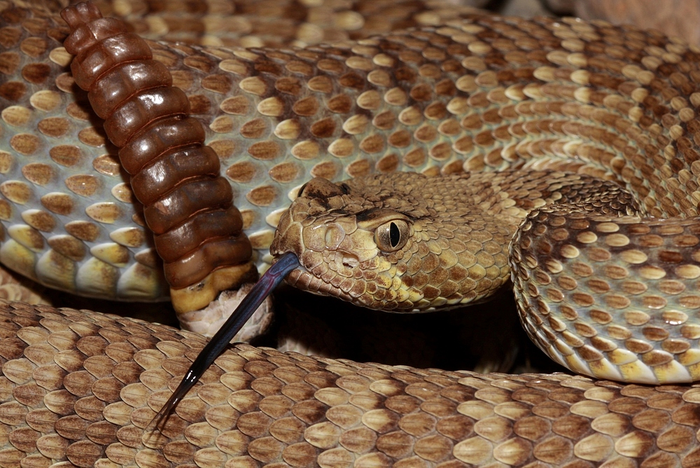 Crotalus scutulatus 4