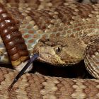 Crotalus scutulatus 4