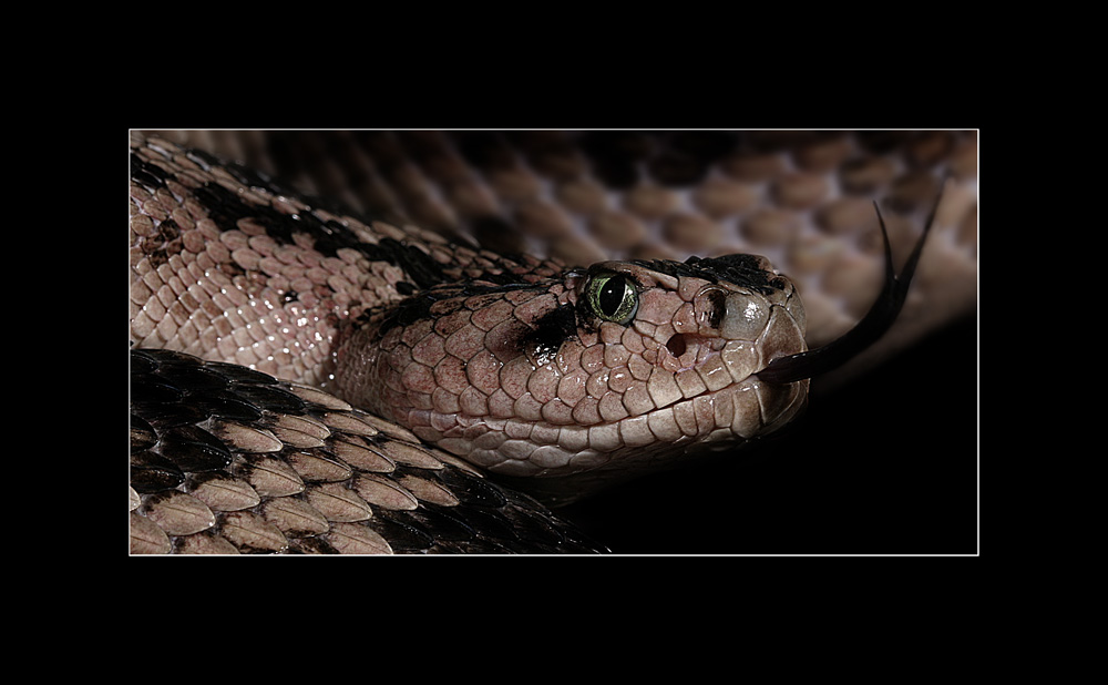 Crotalus scutulatus salvini (Klapperschlange)