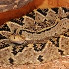 Crotalus simus culminatus