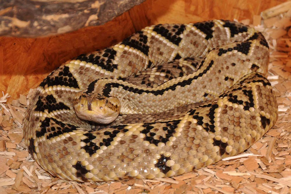 Crotalus simus culminatus