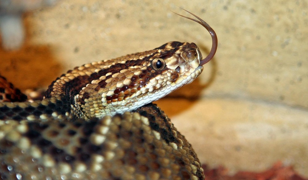 Crotalus simus simus