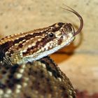 Crotalus simus simus