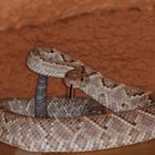 Crotalus unicolor