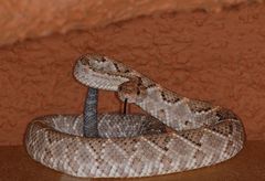 Crotalus unicolor