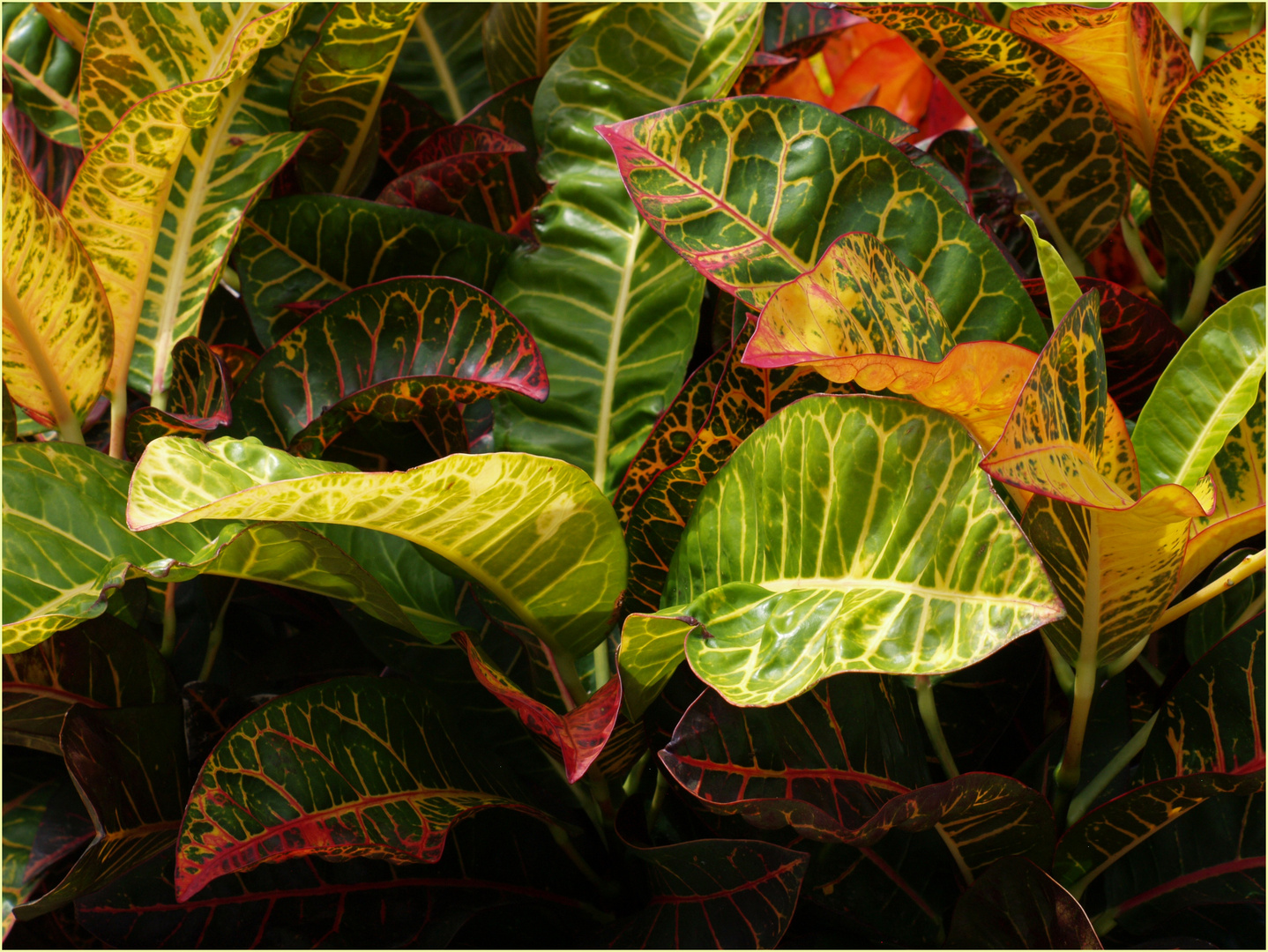 Crotons