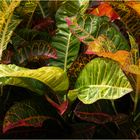 Crotons