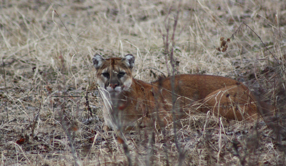 crouching cougar