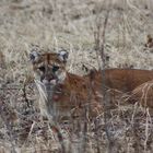 crouching cougar