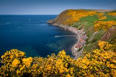 Crovie