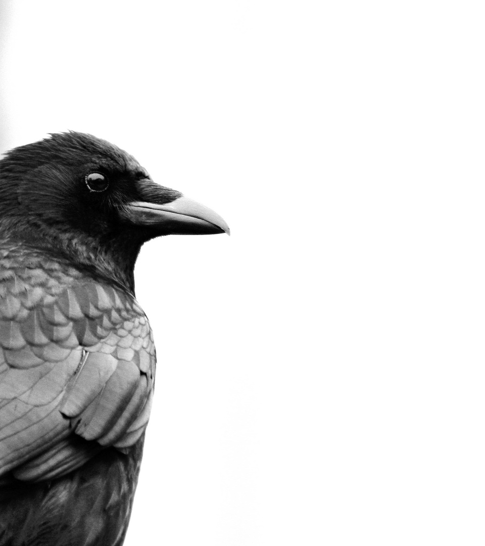 Crow