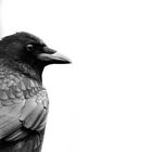 Crow