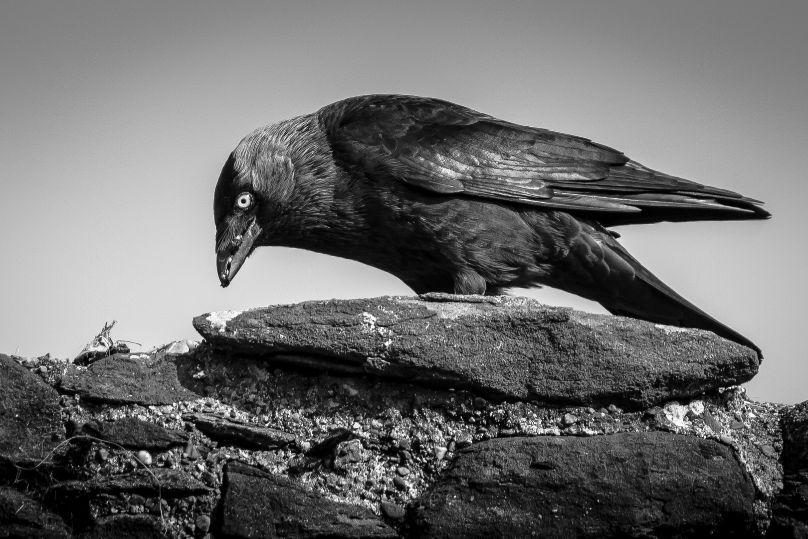 Crow