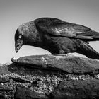 Crow