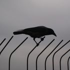 Crow