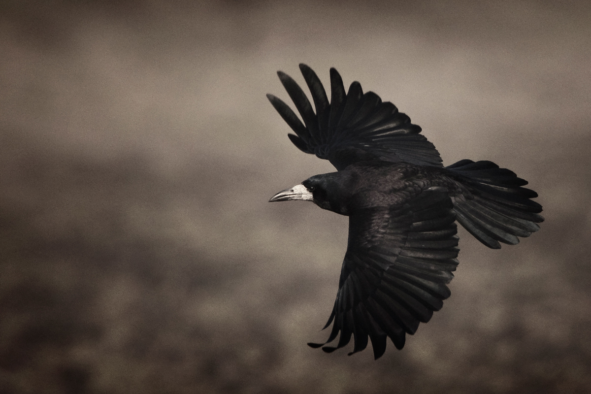 crow.