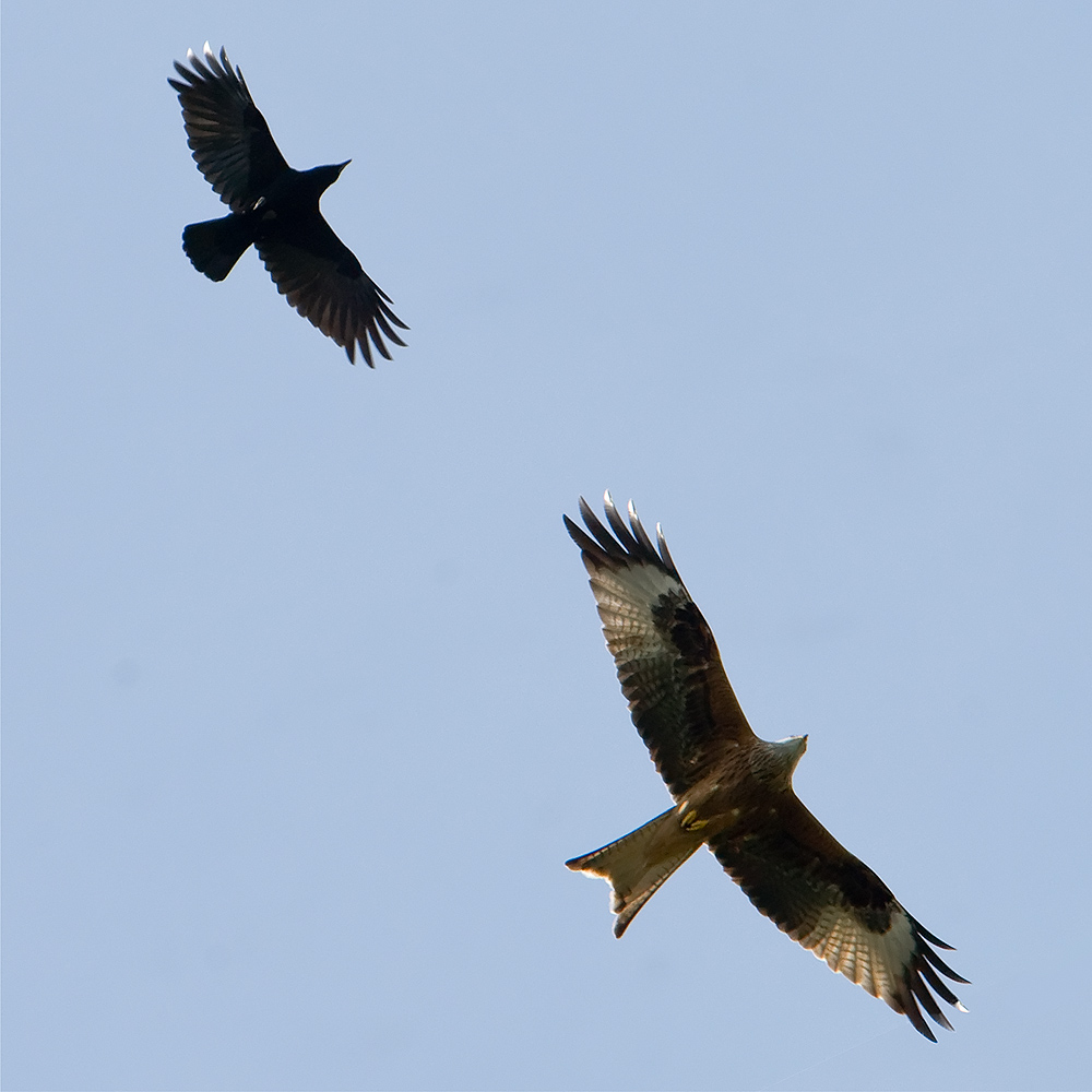 crow and red kite