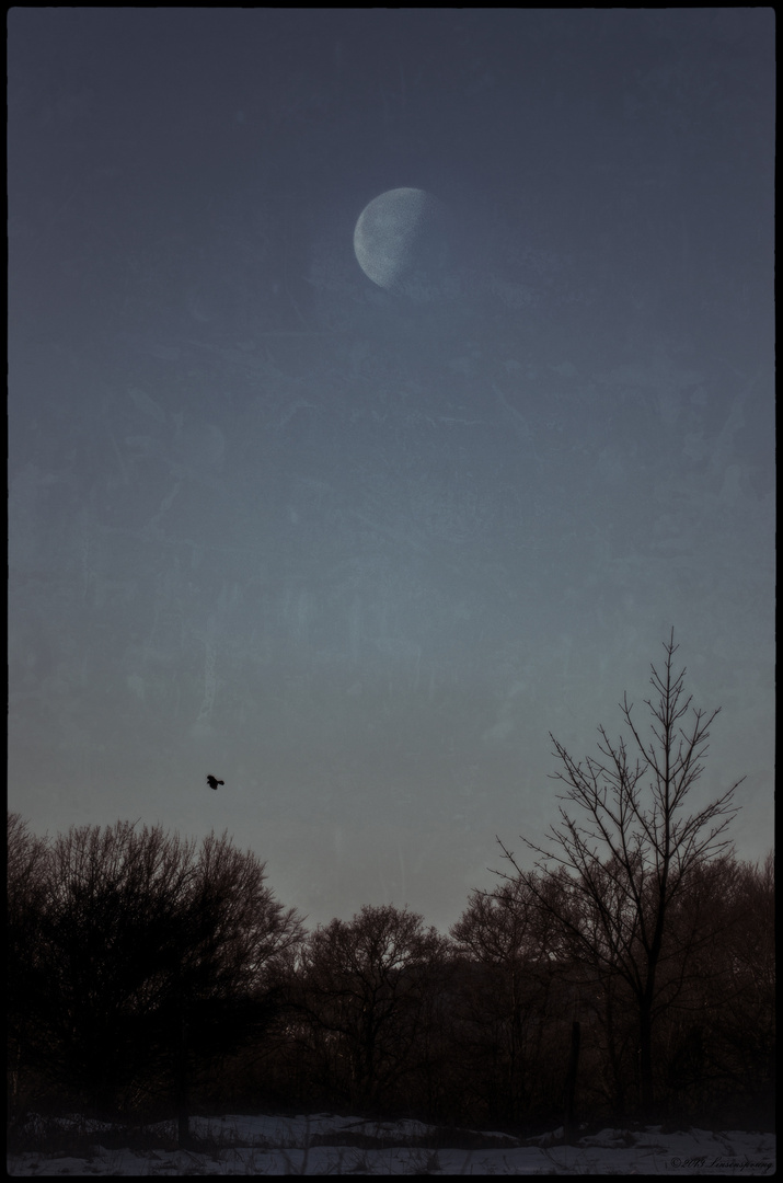 Crow and the moon