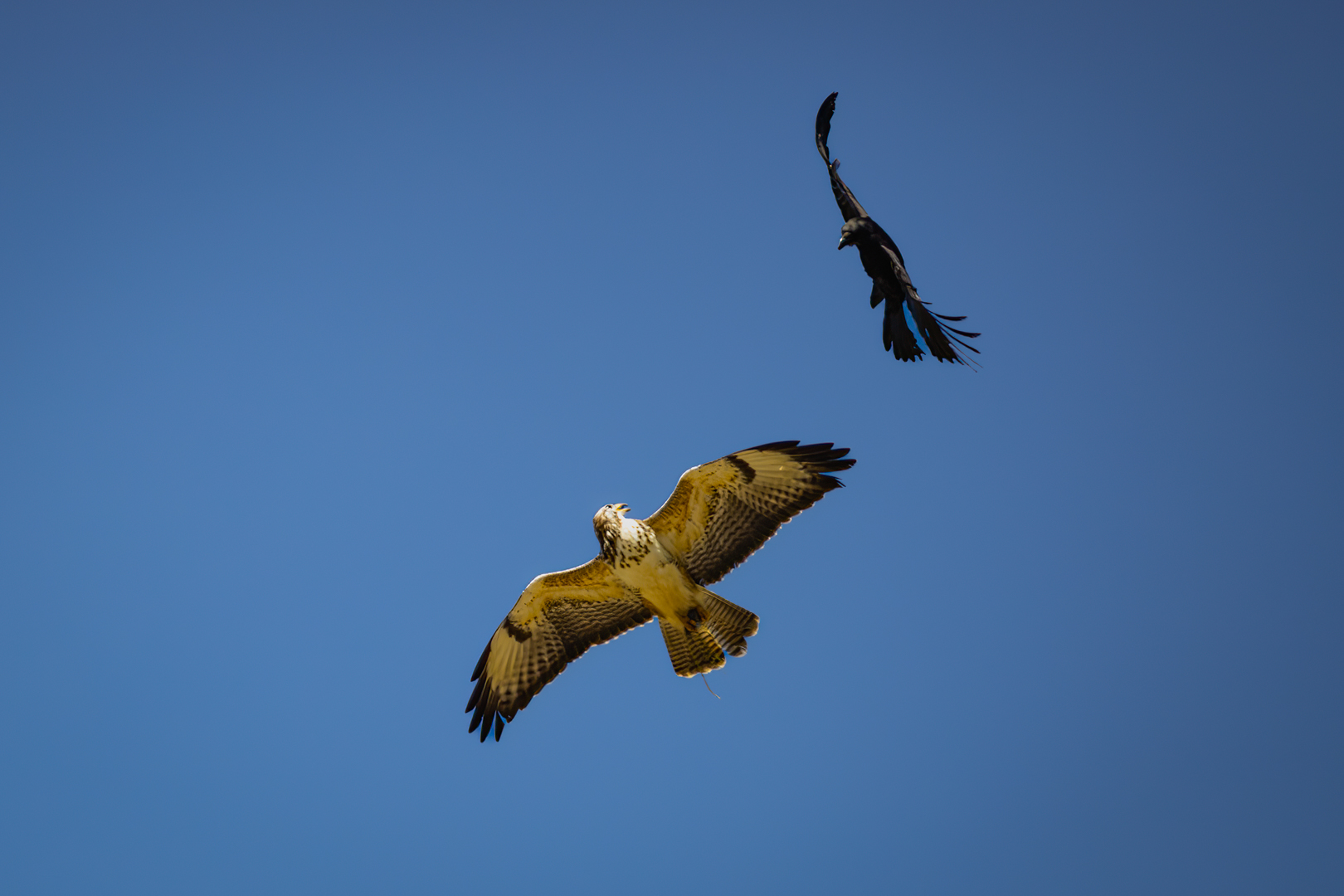Crow attacks buzzard