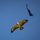 Crow attacks buzzard