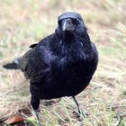 Crow