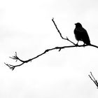 Crow