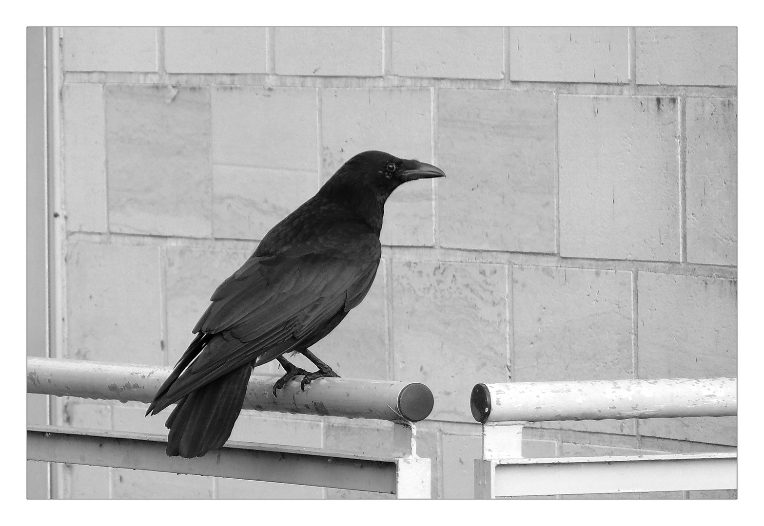 Crow has brought the message ...(Bilder zu Texten 39)