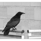 Crow has brought the message ...(Bilder zu Texten 39)